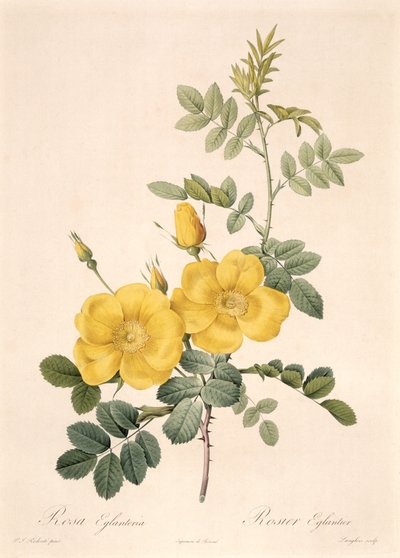 Rosa Eglanteria von Pierre Joseph Redouté